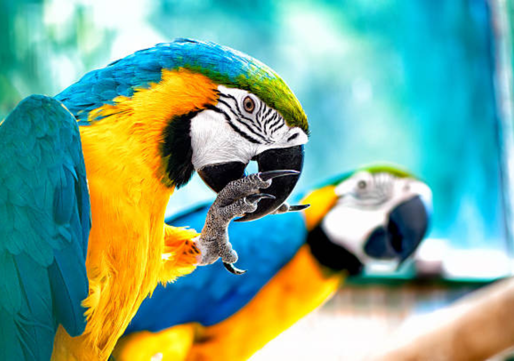 How to Choose the Right Parrot and Bird Cage in Dubai, UAE